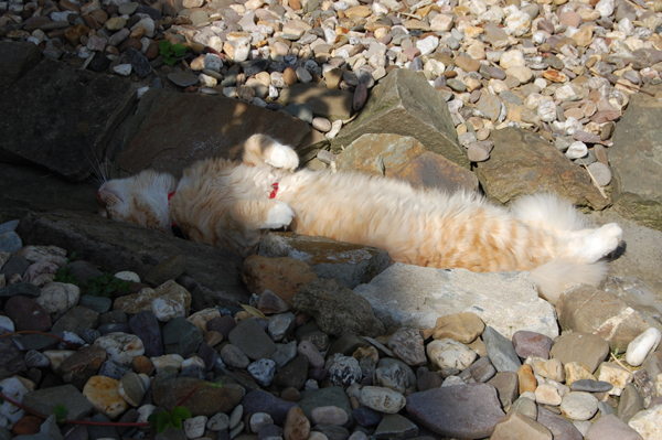 Barbie beim Sonnenbaden.jpg